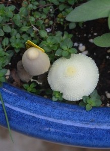 Mushroom-collapse-compare-04-13-17
