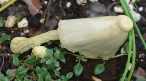 Mushroom-collapse-tilting-04-13-17