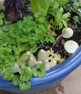 Mushroom-colony-collapse-04-13-17