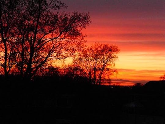 sunset over the woods