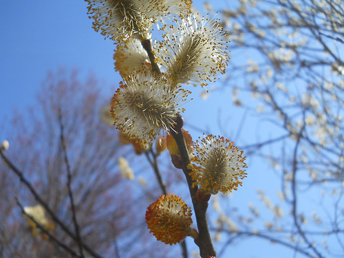 flowering pussy willows