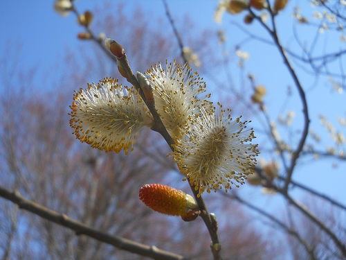flowering pussy willows