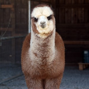 Alpaca face