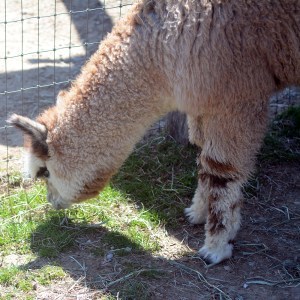 Alpaca grazing on spring grass