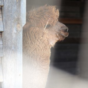 Alpaca in the barn