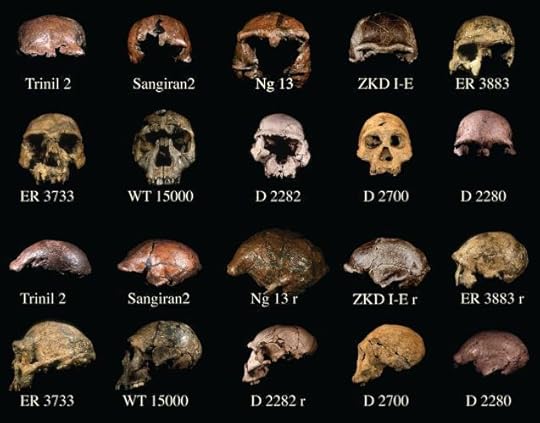 Hominin skulls