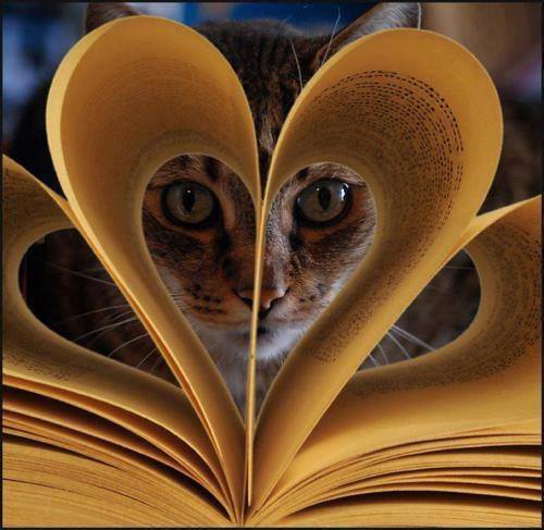 Image result for reading books