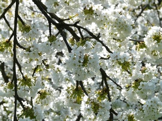 franchise small business news for april and image of cherry blossoms