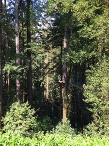 Can't you just smell those redwood trees?