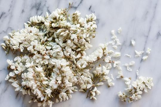 robinia or black locust flowers in bunches