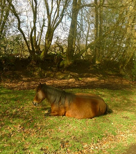 Dartmoor pony