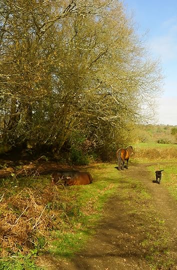 Tilly and the ponies