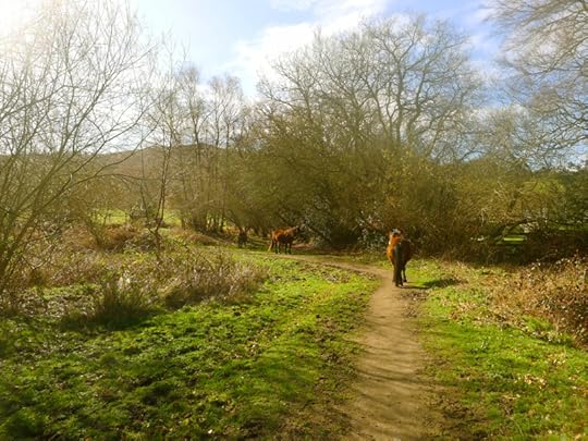 Dartmoor ponies
