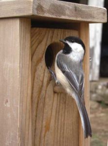 Black-Capped Chickadee with Bird box