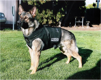 Image result for german shepherd police dog