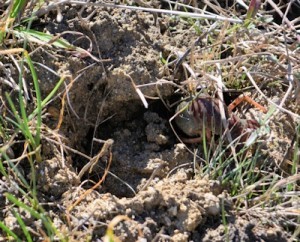 Crayfish-digging-Jan-2017
