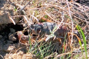 Crayfish-hist-adj-01-02-2017