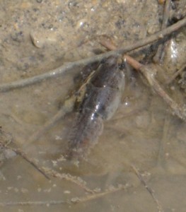Crayfish-spare-lot-B-04-04-2017