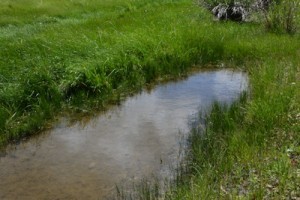 Near-meadow-pool-N-04-19-17