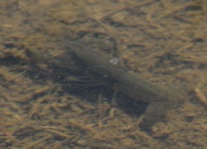 Crayfish-near-meadow-slough-4-19-17