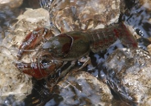 Crayfish crossing rocks