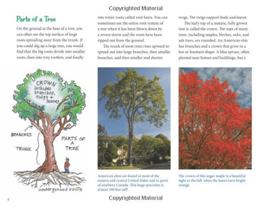 Treecology