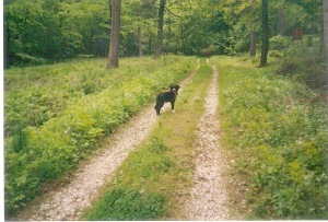 Huckleberry in the woods in Austria