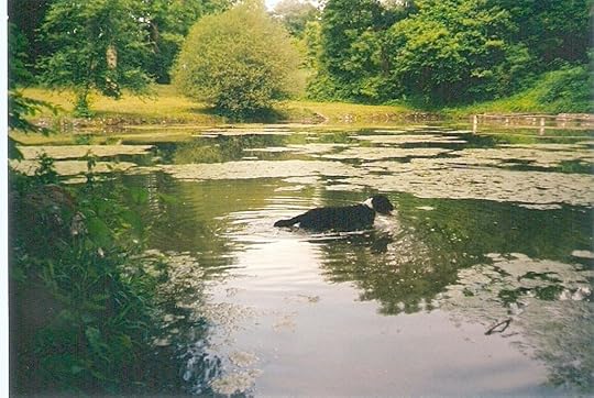 Huckleberry in Pond in Austria