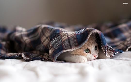 Image result for cat hiding under blankets
