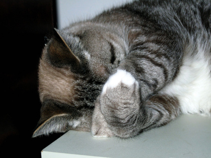 Image result for cat hiding