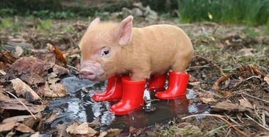 Image result for can i get a do over animals