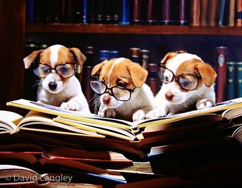 Image result for animals and books