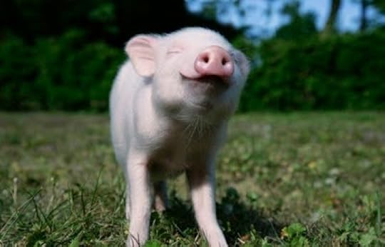 Image result for happy piglet
