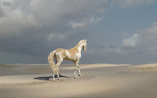 Heavenly Horse