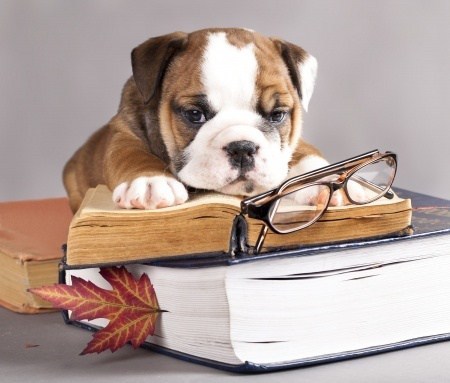 Image result for animals writing
