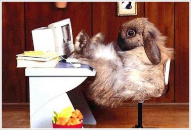 Image result for animals writing