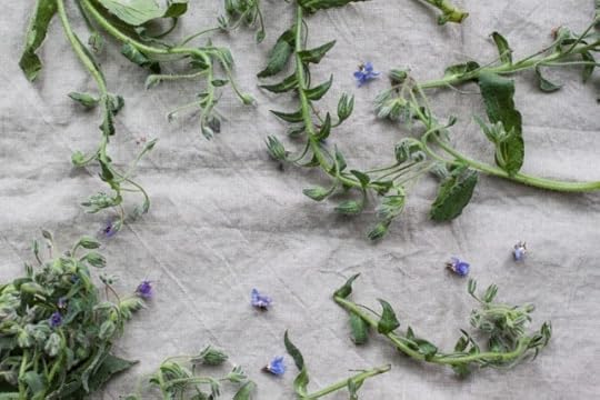 borage wild herbs