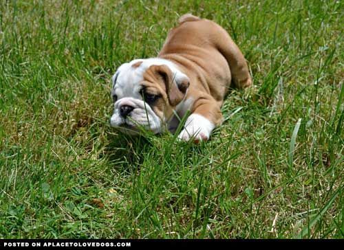 Image result for dogs frolicking