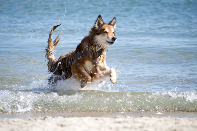 Image result for dogs frolicking