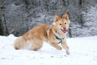 Image result for dogs frolicking