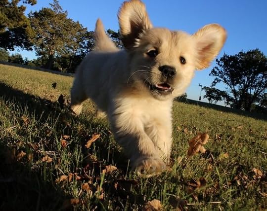 Image result for dogs frolicking