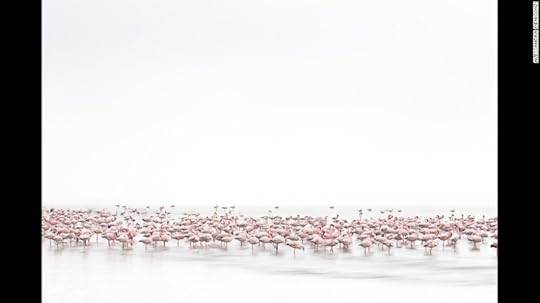 <strong>Flamingos Soul: </strong>The best wildlife image was Alessandra Meniconzi's "Flamingos Soul," taken in Namibia.<strong> </strong>"I am not a wildlife photographer but when I saw the first time the flamingos on the shallow waters of Walvis Bay I really get crazy!," says the photographer.<br /><br />© Alessandra Meniconzi, Switzerland, 1st Place, Open, Wildlife, 2017 Sony World Photography Awards