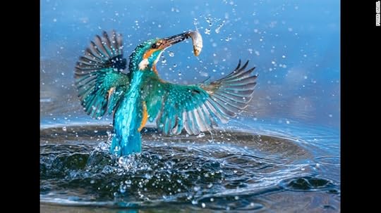 <strong>Swirl, Kovitlanje: </strong>Petar Sabol took the top prize for Croatia when he captured this shot of a kingfisher flying out of the water with a fish in its beak. <br /><br />Copyright: © Petar Sabol, Croatia, 1st Place, National Awards, 2017 Sony World Photography Awards