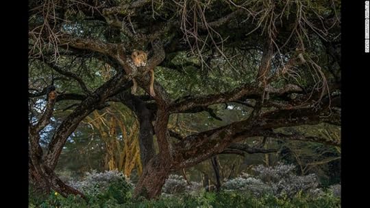 <strong>Sleeping Beauty: </strong>"During a game drive in Lake Nakuru national park in September 2016 we noticed this lioness on a tree," says Deveni Nishantha Manjula, this year's best Sri Lankan photographer. <br />Copyright: © Deveni Nishantha Manjula, Sri Lanka, 1st Place, National Awards, 2017 Sony World Photography Awards