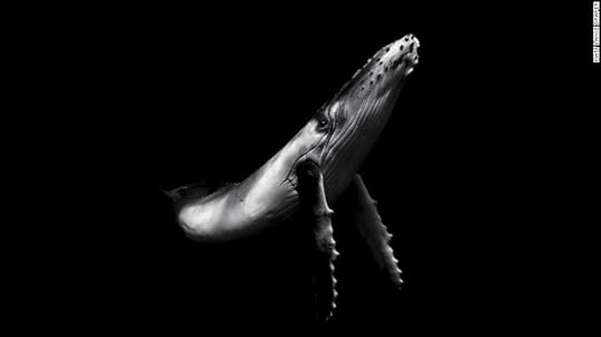 <strong>Character: </strong>"This image was captured off the coast of the island chain of Vava'u, Kingdom of Tonga," says Matt Lance Draper, who took third place in the New Zealand category. "Every year humpback whales migrate thousands of kilometers from the cold oceans in the south to the warm breeding waters in the tropical islands on the South Pacific."<br /><br />Copyright: © Matt Lance Draper, New Zealand, 2nd Place, National Awards, 2017 Sony World Photography Awards