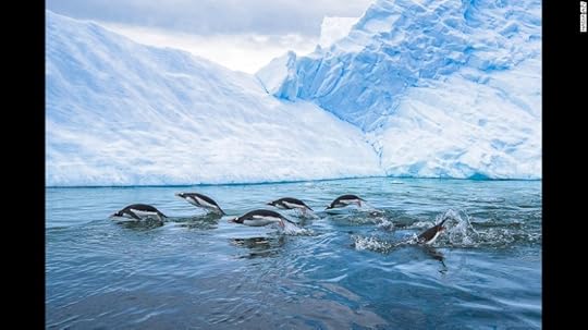 <strong>Synced: </strong>Nadia Aly of the United States took this photo of Gentoo penguins, hunting in the icy cool waters of Antarctica. It was the third best shot taken by an American photographer this year. "It's incredibly interesting to see how synchronized they are with their movements and breaths, as they glide throughout the ocean," says Aly.<br />Copyright: © Nadia Aly, United States of America, 3rd Place, National Awards, 2017 Sony World Photography Awards