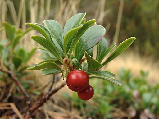 Arctostaphylos uva-ursi M 1