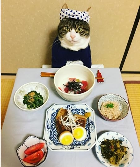 Cat-dinner-lunch-04232017