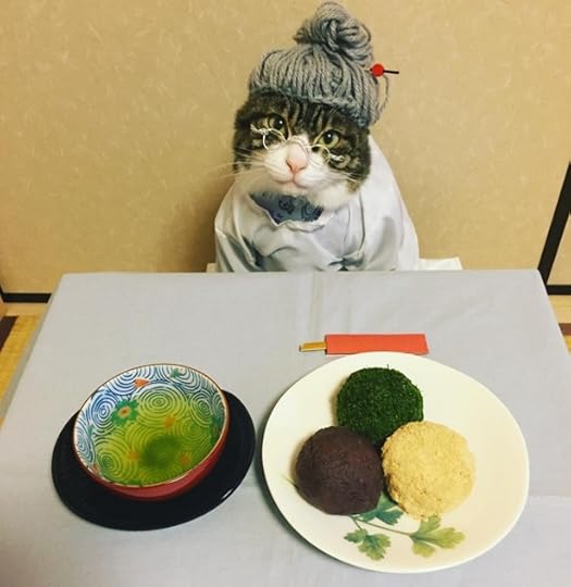 Cat-dinner-tea-04232017