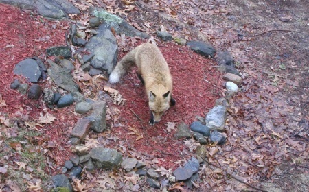 Red Fox